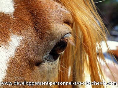 Développez votre confiance en vous grâce aux chevaux
