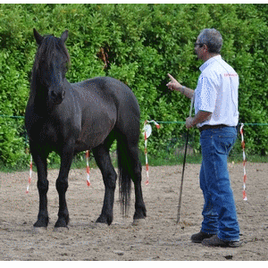 site de rencontre pour les amoureux des chevaux